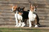 BASENJI 151